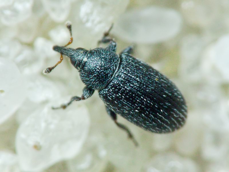 Gymnetron melanarium Germar, 1821